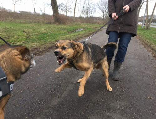 Waarom honden uitvallen aan de lijn (en waarom straffen vaak averechts werkt)