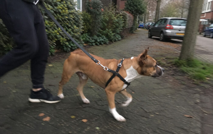 wandeling hond